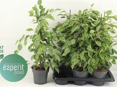 Фікус 'Golden King'