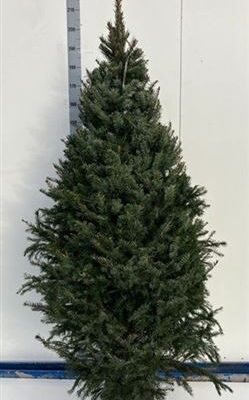 Ялинка 'Omorika'