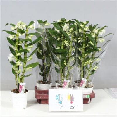 Дендробіум 'Apollon'