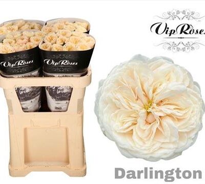 Одноголова троянда 'Darlington'