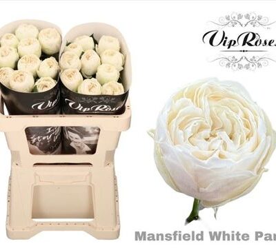 Одноголова троянда 'Mansfi White Pa'