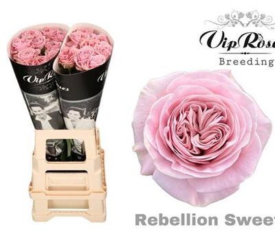 Одноголова троянда 'Rebellion Sweet'