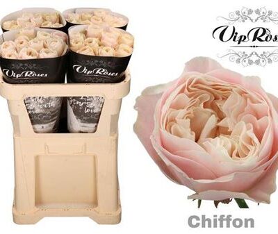 Одноголова троянда 'CHIFFON'