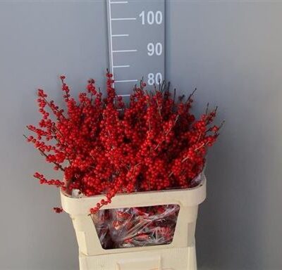 Ілекс 'Rode Bes'