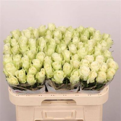 Одноголова троянда 'Athena'