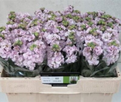 Матіола 'Iron Cherry'