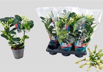 Стефанотіс 'Ov'