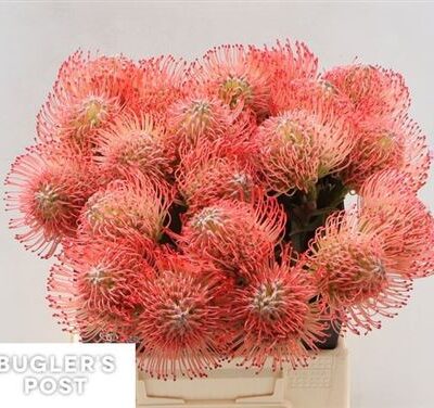 Левкосперум 'Ayoba Pink'