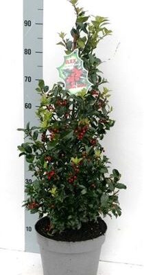 Ілекс 'Blue Maid'