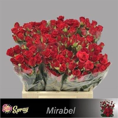 Кущова троянда 'Mirabel'