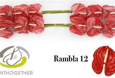 Антуріум 'RAMBLA'