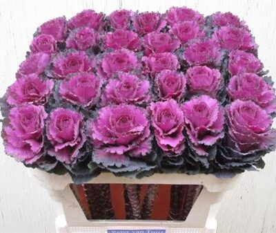 Брасіка 'Elegance'