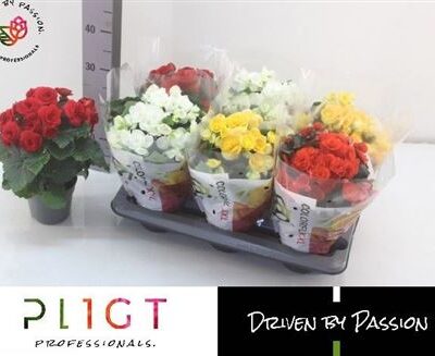 Бегонія 'GEM'