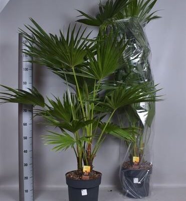 Пальма 'Livistona Rotundifol'