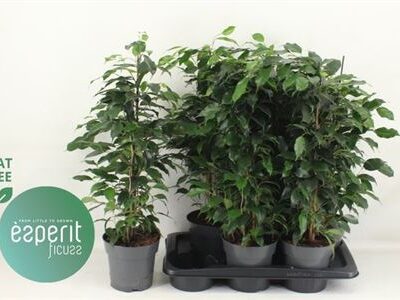 Фікус 'Danielle'