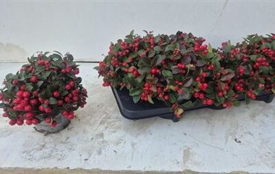 Гаультерія 'Procumbens'