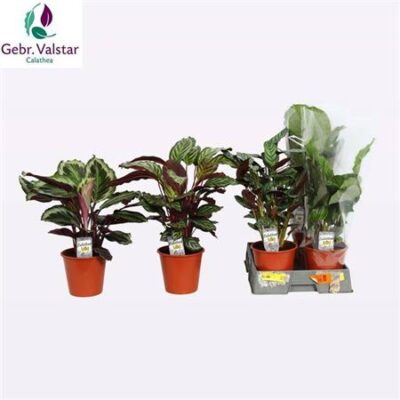 Калатея 'Gem 4 Srt'