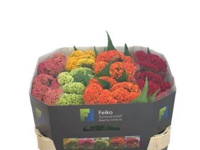 Целозія 'Gem Fst'