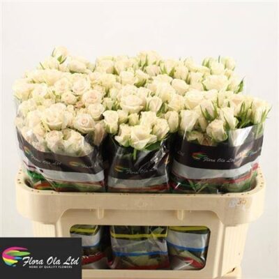 Кущова троянда 'ROYAL PORCELINA'