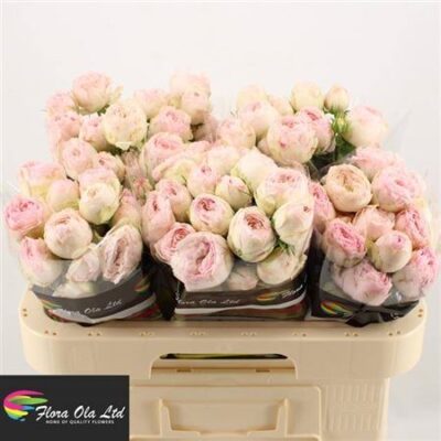 Кущова троянда 'Mansfield Park'