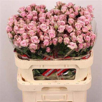 Кущова троянда 'Leila'