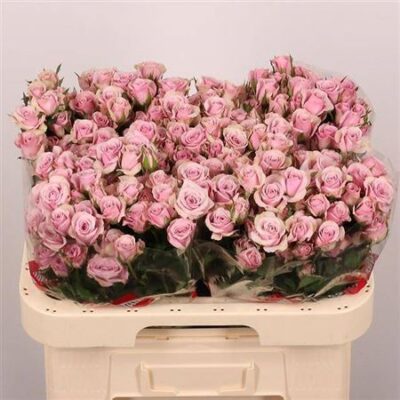 Кущова троянда 'LEILA'