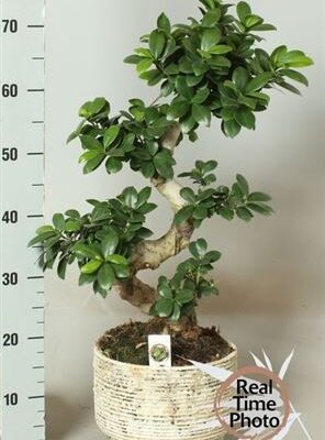 Фікус 'GINSENG'