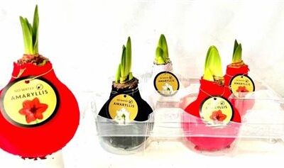 Гіпеаструм в воску 1