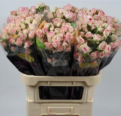 Кущова троянда 'DINARA'