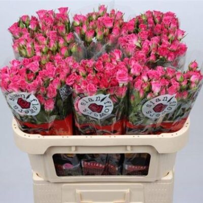 Кущова троянда 'LIANNE'