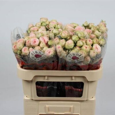 Кущова троянда 'SWEET GISELLE!'