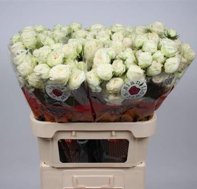 Кущова троянда 'Astaea'