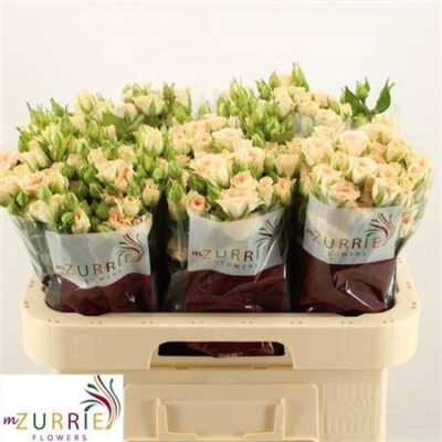 Кущова троянда 'Ov cream'