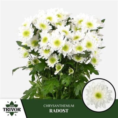 Хризантема 'RADOST'