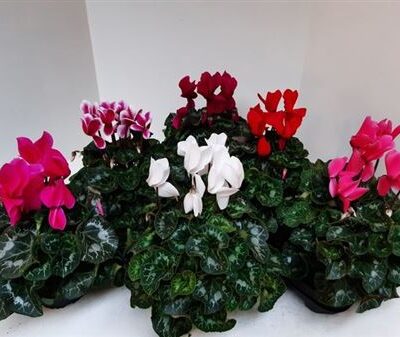 Цикламен 'SUP XL'