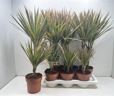 Драцена 'Marg Bicolor'