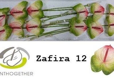 Антуріум 'ZAFIRA'