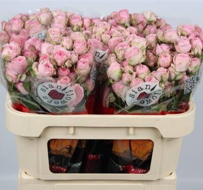 Кущова троянда 'Ov rose'