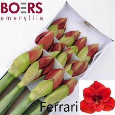 Гіпеаструм 'Ferrari'