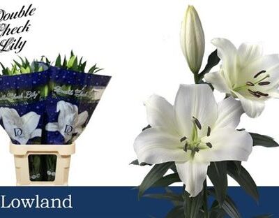 Лілія 'LOWLAND'
