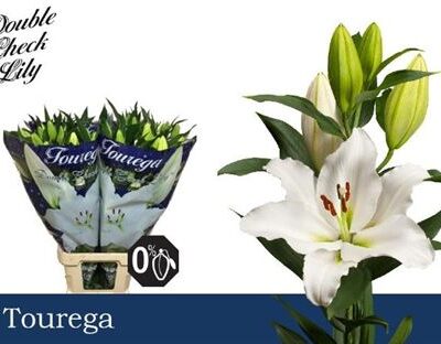 Лілія 'Tourega'