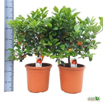 Цитрус 'Microcarpa'