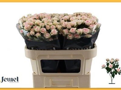 Кущова троянда 'SEVERINA'