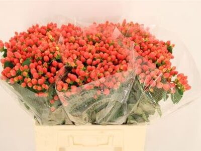 Гіперікум 'Roy Princess'