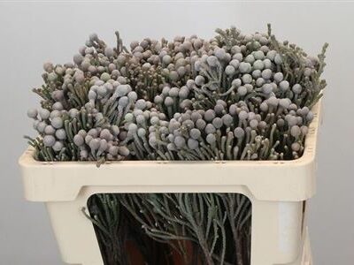 Брунія 'Laevis'