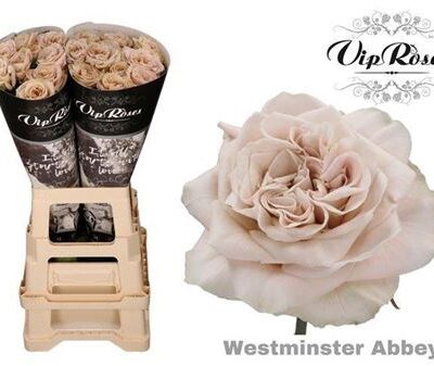 Одноголова троянда 'WMINSTER ABBEY!'