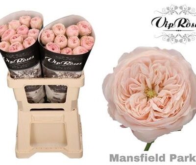 Одноголова троянда 'Mansfield Park'