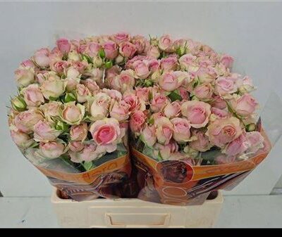 Кущова троянда 'Dinara'