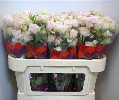 Кущова троянда 'Sweet Blossoms'