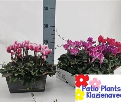 Композиція 'Cyclaam'